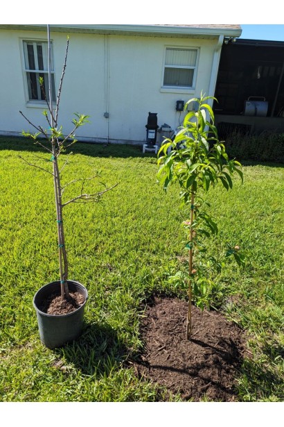 Персик Медовий - саджанець в горщику та посаджене молоде дерево